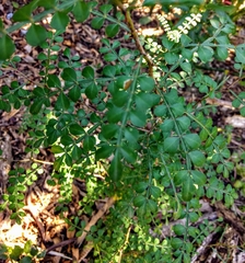 Zanthoxylum fagara