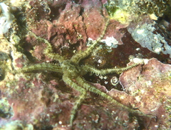 Ophiactis