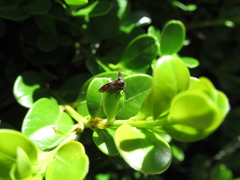 Acanthuchus trispinifer