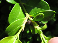 Acanthuchus trispinifer