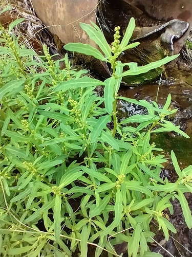 Chenopodium glaucum iNat (1)