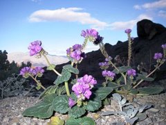 Phacelia calthifolia