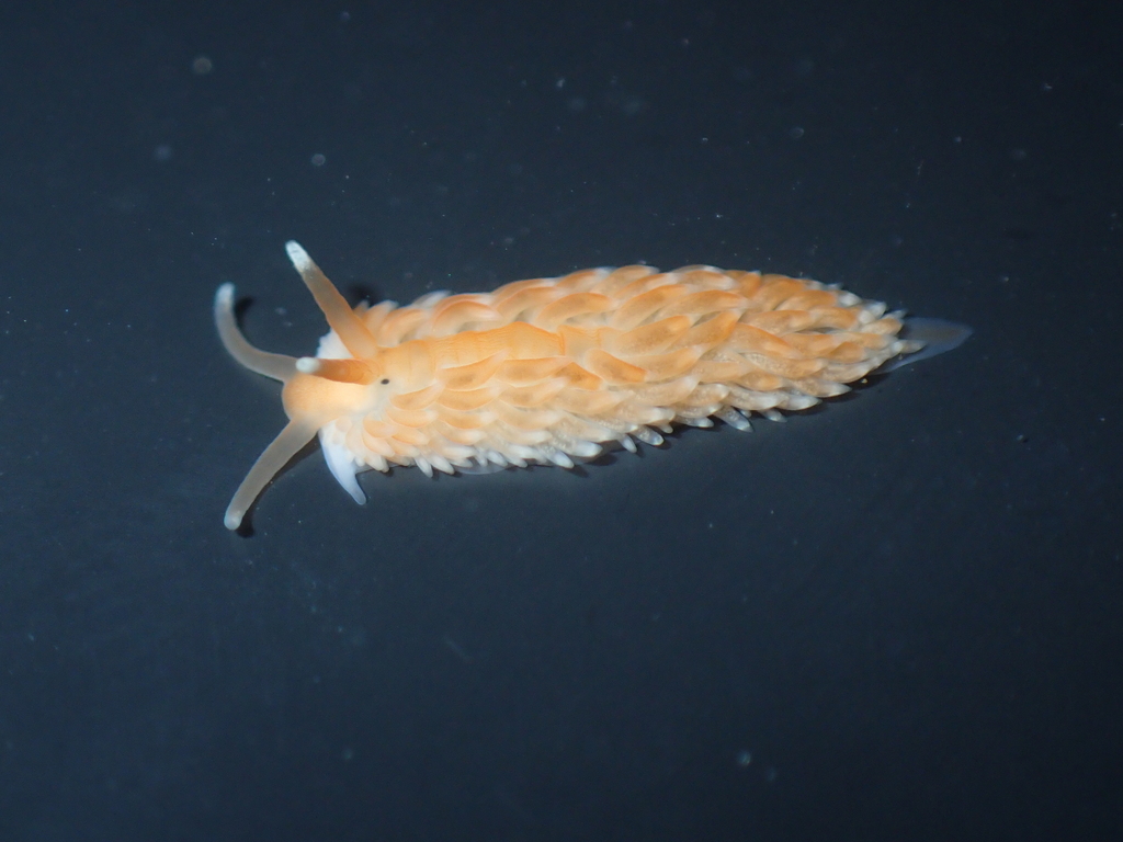 Aeolidiella sanguinea