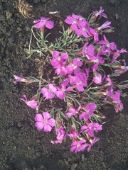 Dianthus repens