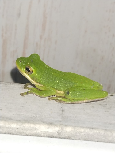 Green Treefrog photographed in Arkansas