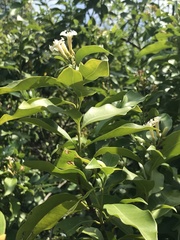 Melodinus cochinchinensis