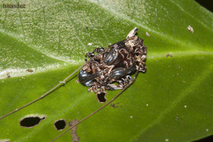 Macronemus filicornis