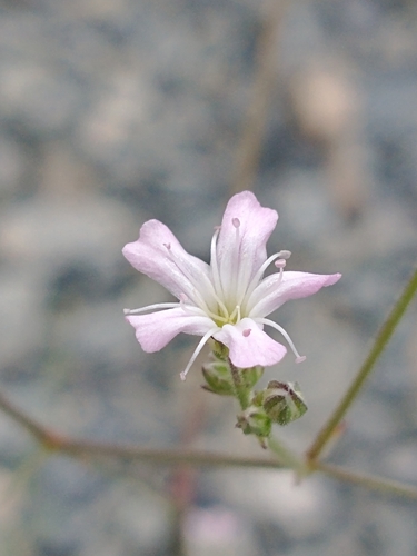Gypsophila scorzonerifolia, photograph 4