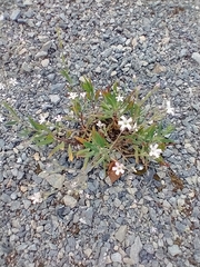 Gypsophila scorzonerifolia, photograph (c) Tom Norton, some rights reserved (CC BY)