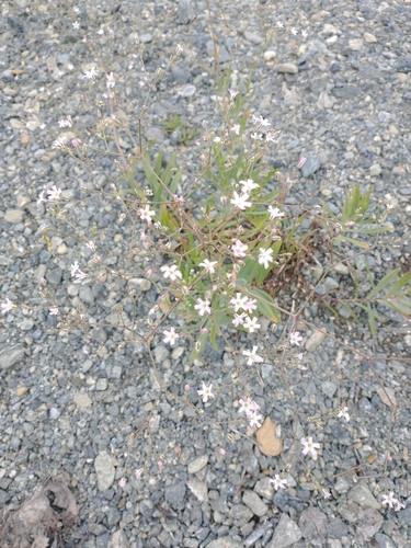 Gypsophila scorzonerifolia, photograph 6