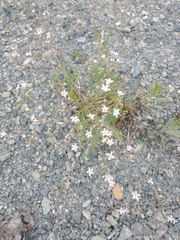 Gypsophila scorzonerifolia, photograph (c) Tom Norton, some rights reserved (CC BY)