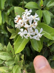 Melodinus cochinchinensis