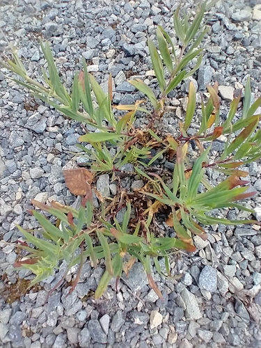 Image of Gypsophila scorzonerifolia by (c) Tom Norton, some rights reserved (CC BY)