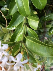 Melodinus cochinchinensis