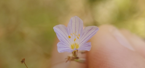 Image of Leptosiphon liniflorus by no rights reserved