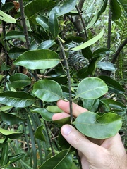 Melodinus cochinchinensis