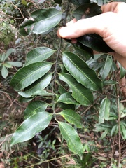 Melodinus cochinchinensis