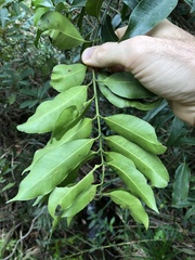 Melodinus cochinchinensis