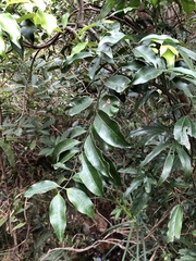 Melodinus cochinchinensis