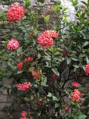 Ixora coccinea