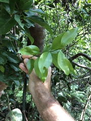 Melodinus cochinchinensis