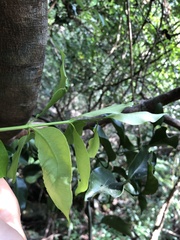 Melodinus cochinchinensis