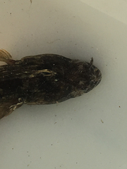 Neoclinus uninotatus