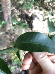 Melodinus cochinchinensis