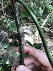 Melodinus cochinchinensis