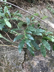 Strophanthus divaricatus