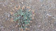 Dianthus repens