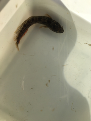 Neoclinus uninotatus