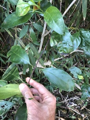 Strophanthus divaricatus
