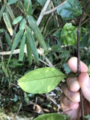 Strophanthus divaricatus