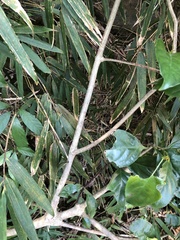 Strophanthus divaricatus