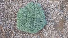 Dianthus repens