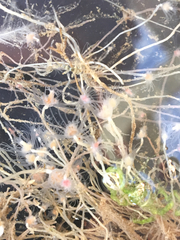 Tubulariidae