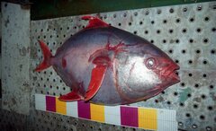 Southern Opah photo 1