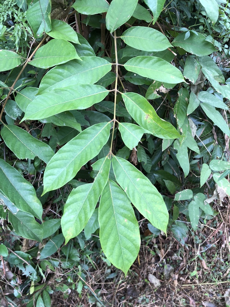 Aidia pycnantha