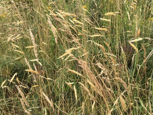 Kvapioji gardūnytė nuotrauka