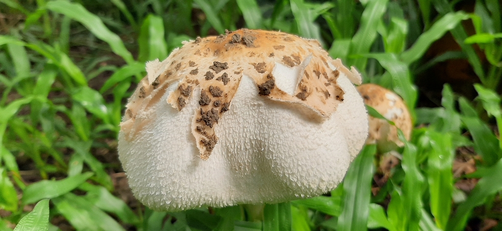 Chlorophyllum molybdites · August 2023 · photo: © naturalist48160 (iNaturalist, cc-by)