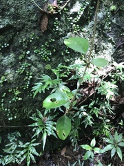 Hoya