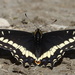 Indra Swallowtail - Photo (c) Nature Ali, some rights reserved (CC BY-NC-ND), uploaded by Nature Ali