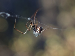 Argyrodes argyrodes