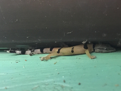 Sphaerodactylus homolepis