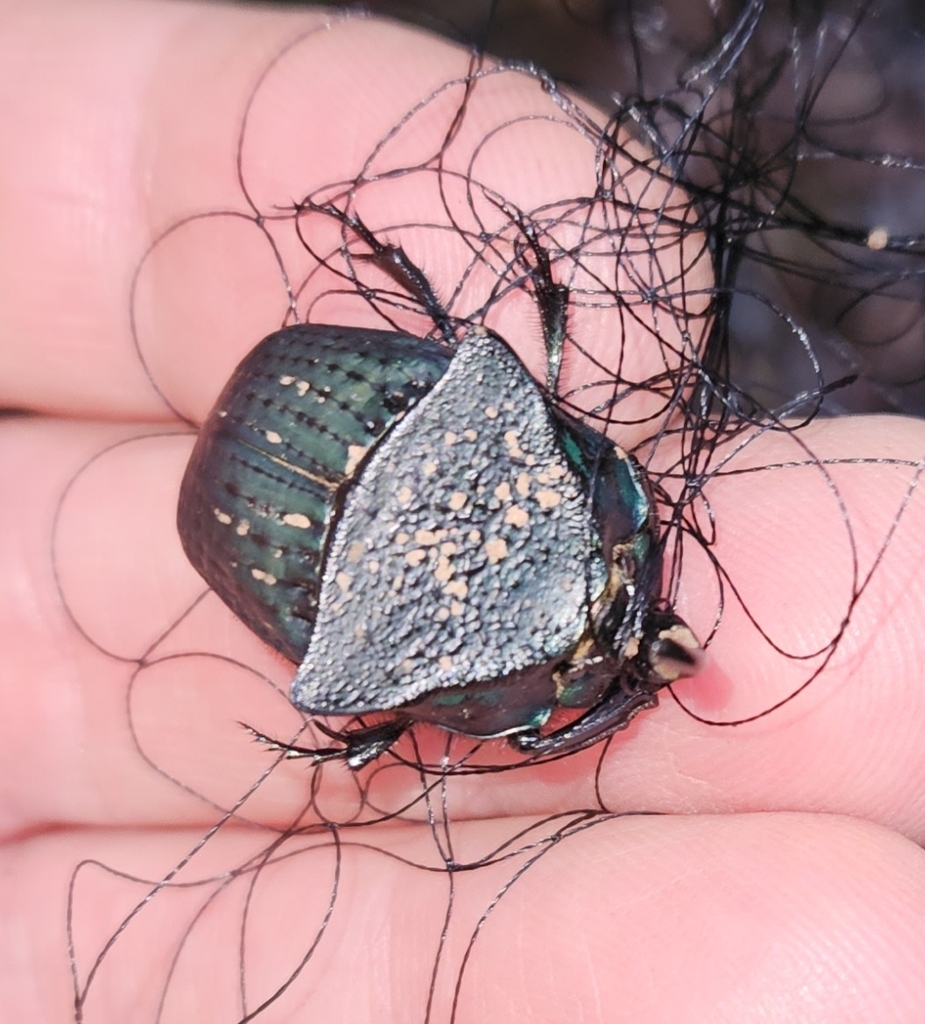 Phanaeus lecourti