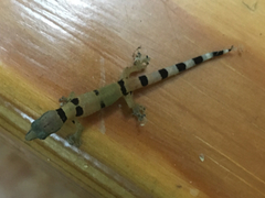 Sphaerodactylus homolepis