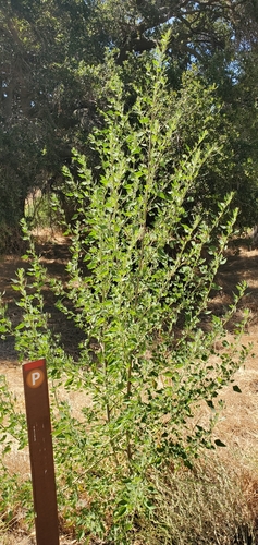 Pitseed goosefoot (Chenopodium berlandieri)