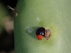 Exochomus nigripennis