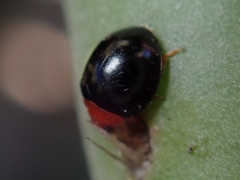 Exochomus nigripennis